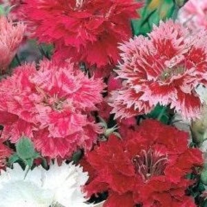 50 seeds Imperial fainbow variety mixed, Dianthus Chinensis Imperialis
