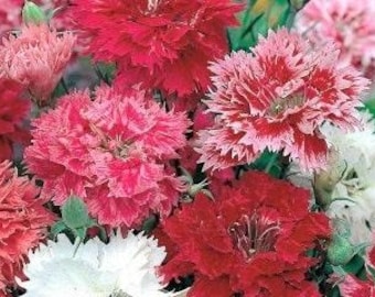 50 seeds Imperial fainbow variety mixed, Dianthus Chinensis Imperialis