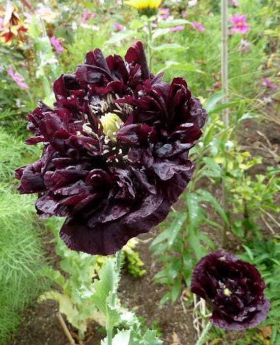 Il Papavero Lungo Di Recente Secco Del Papavero Di Poppy Pods Dried Del - Foto 9