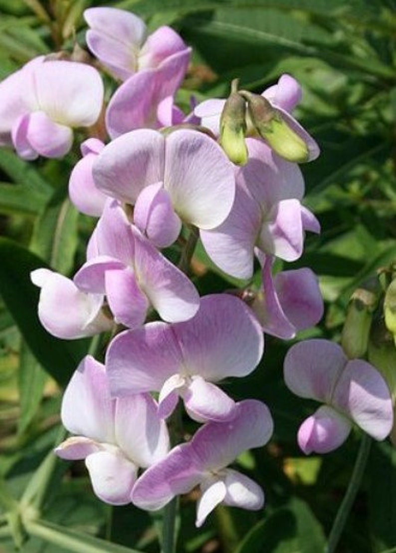 20 seeds Pink Pearl, LATHYRUS latifolius image 2