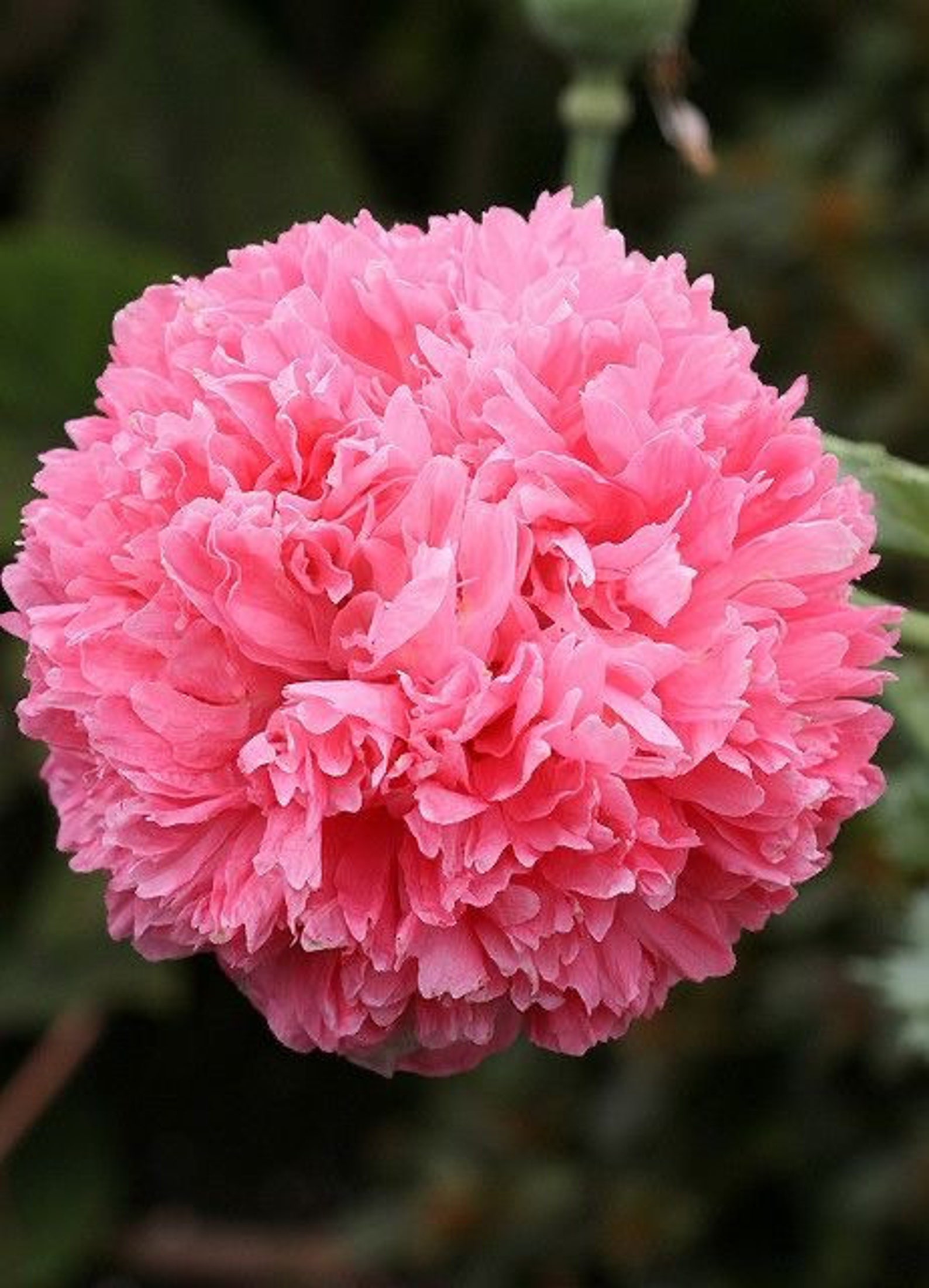 50 Seeds Frosted Salmon Peony Poppy Somniferum, Papaver Etsy UK