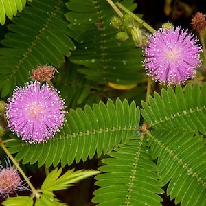 30 semillas de Planta Sensible, Mimosa pudica