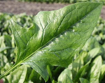 100 seeds Harp F1 Spinach (oriental)