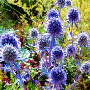 Peut inclure: Gros plan sur un groupe de chardons bleus avec des feuilles épineuses. Les fleurs sont à différents stades de floraison, certaines sont complètement ouvertes et d'autres sont encore en bouton. L'arrière-plan est un flou de feuillage vert.