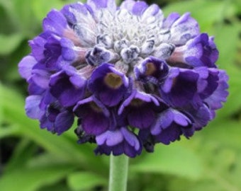 30 graines PRIMULA capitata 'Salvana'