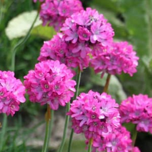 25 seeds Armeria maritima Splendens