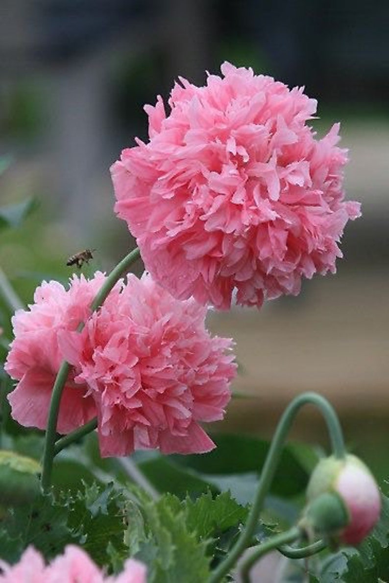 50 Seeds Frosted Salmon Peony Poppy Somniferum, Papaver Etsy UK