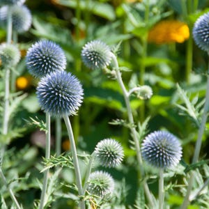 Può includere: Primo piano di un campo di cardi globosi blu in fiore. I fiori sono circondati da fogliame verde.