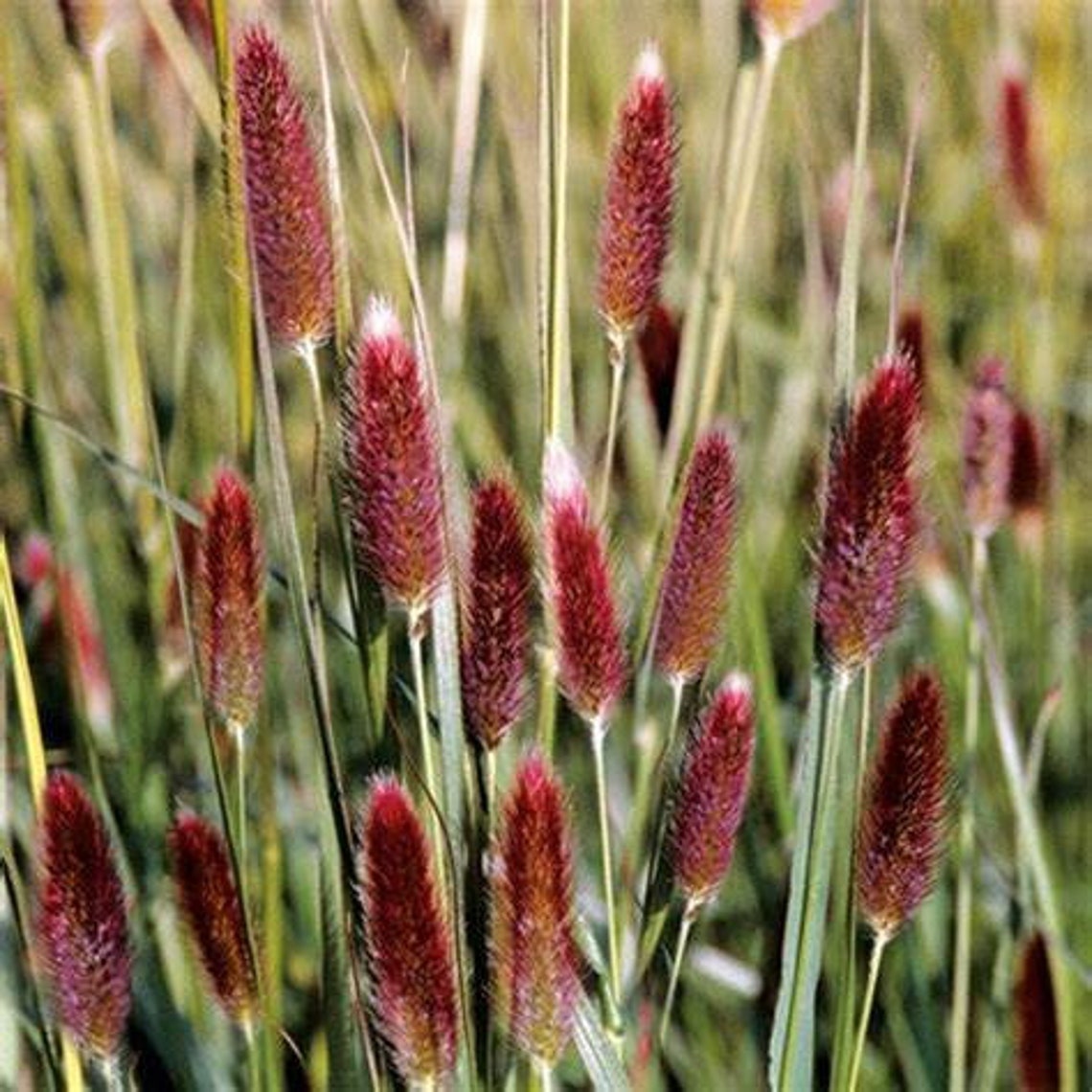20 Seeds Red Buttons/ Red Bunny Tails Pennisetum Thunbergii - Etsy UK