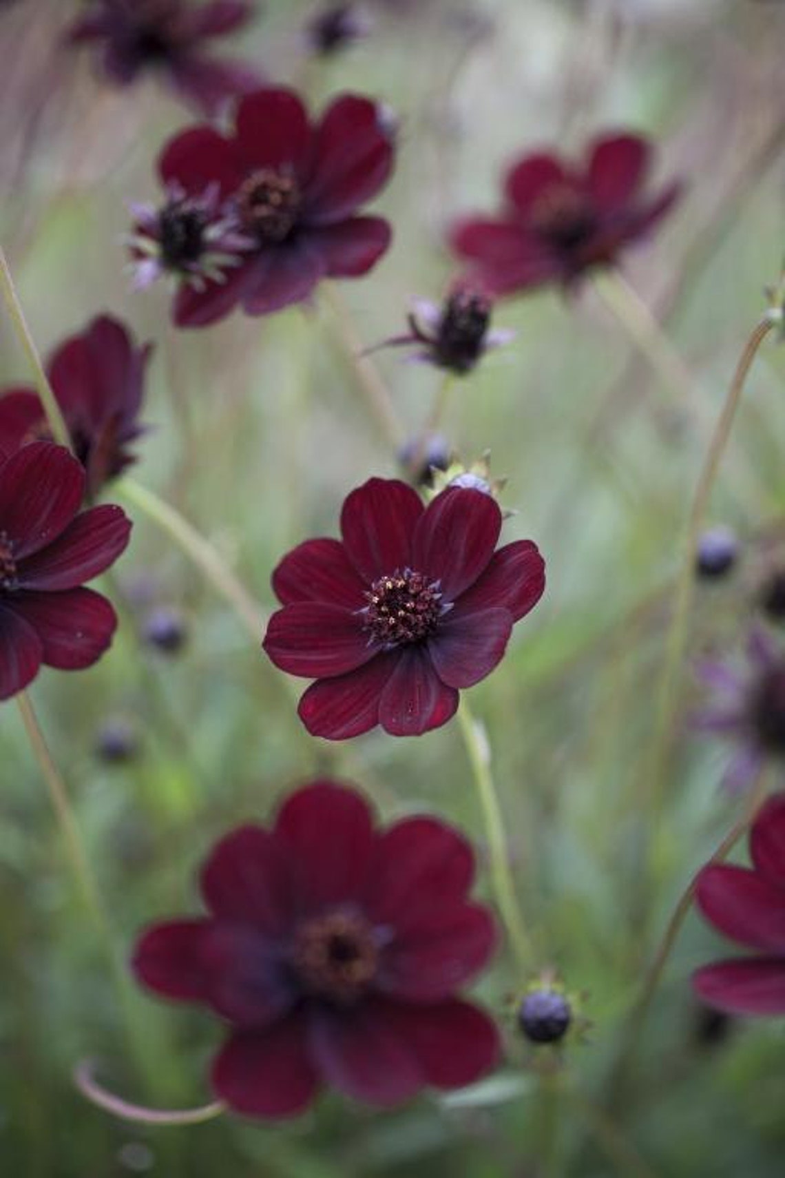 5 seeds Black Magic Chocolate Cosmos Cosmos atrosanguineus Etsy