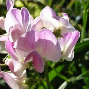 20 seeds Pink Pearl, LATHYRUS latifolius image 1