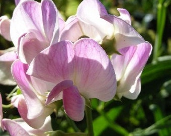 20 seeds Pink Pearl, LATHYRUS latifolius