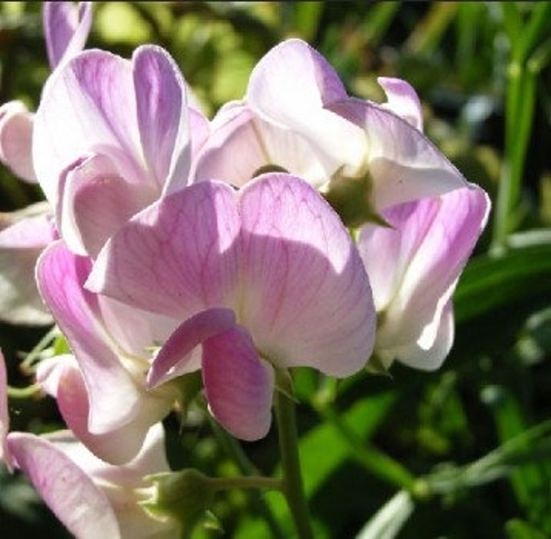 20 seeds Pink Pearl, LATHYRUS latifolius zdjęcie 1