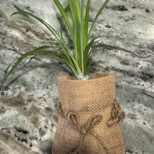 Spider Plant