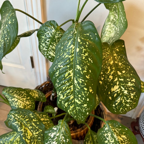 Plante de lis léopard (Dieffenbachia)