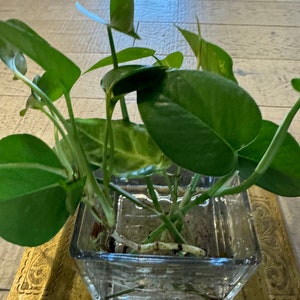 Pothos plant cutting