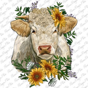 Charolais Heifer With Sunflowers Png, Watercolor Charolais Heifer Png,Charolais Cow Png, Charolais Heifer Design, Heifer Sublimation Designs