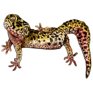 Gecko lizard png sublimation design, chameleon png, lizard png, tropical lizard png, reptile png, gecko png, sublimate designs download