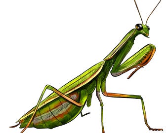 Mantis png sublimation design download, beetle png, insect png, bug png, insect clipart png, bug lover png, sublimate designs download