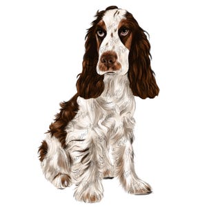 Puede incluir: Un perro Springer Spaniel Inglés marrón y blanco con orejas largas y colgantes y una expresión dulce. El perro está sentado con las patas delanteras cruzadas y la cabeza ligeramente inclinada hacia un lado.