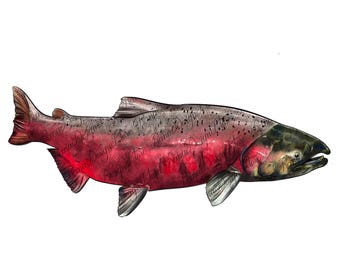 Chinook salmon png sublimation design, fishing png, hand drawn fish png, lake fish png, fish png, salmon png, sublimate designs download
