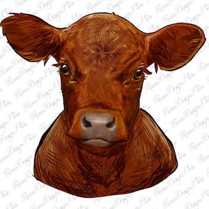 Red angus calf png sublimation design download, calf png, hand drawn calf png, red calf png, animal png, sublimate designs download