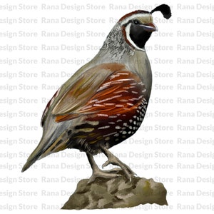 Diseño de sublimación de aves de codorniz de California, pájaro de codorniz de California png, pájaro de codorniz png, pájaro del estado de California png, codorniz png, descarga digital
