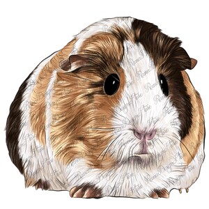 Guinea pig png sublimation design download, hand drawn guinea pig png, rodent png, domestic animals png, sublimate designs download