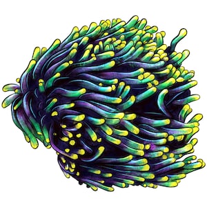 Sea coral png sublimation design download, underwater png, ocean png,  seaweed png, sea live png, sublimate download