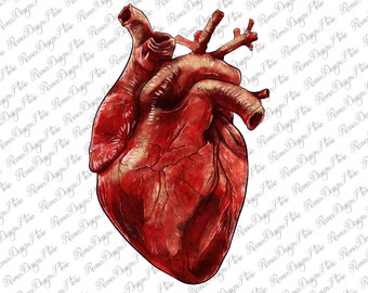 May include: A detailed anatomical illustration of a human heart, painted in shades of red and brown. The heart is depicted with realistic texture and detail, showcasing the chambers and valves.