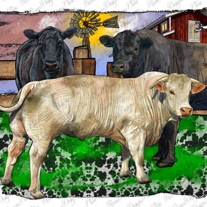 Charolais Bull Black Angus Rinder und Bullen mit Hühnerhof und Kuhfell Png, Charolais Bull Png, Black Angus Rinder Png, digitaler Download