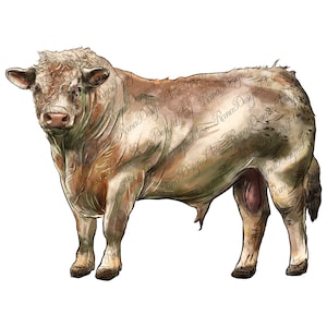 Charolais bull png sublimate designs download, hand drawing Charolais Bull png, bull png, cattle png, cow png, sublimate designs download