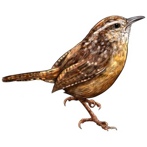 Carolina wren png sublimation design download, bird png, south Carolina State bird png, Carolina State png, sublimate designs download