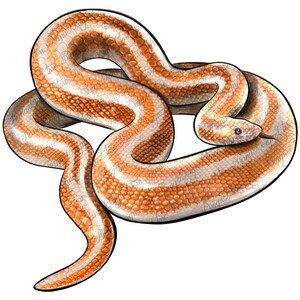 May include: A close-up of a curled up orange and white snake with a patterned skin. The snake has a long, slender body and a pointed head.