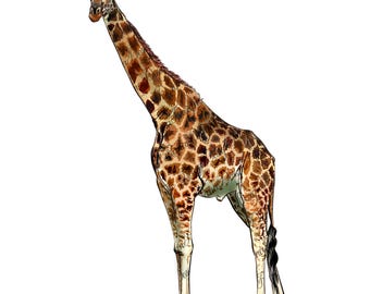 Giraffe png sublimation design, hand drawn giraffe png, giraffe clipart, animal designs png, safari animals png, sublimate designs download