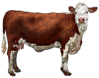 Hereford cow png sublimate designs download, hand drawing cow png, cow png, hereford png, western design png, sublimate designs download