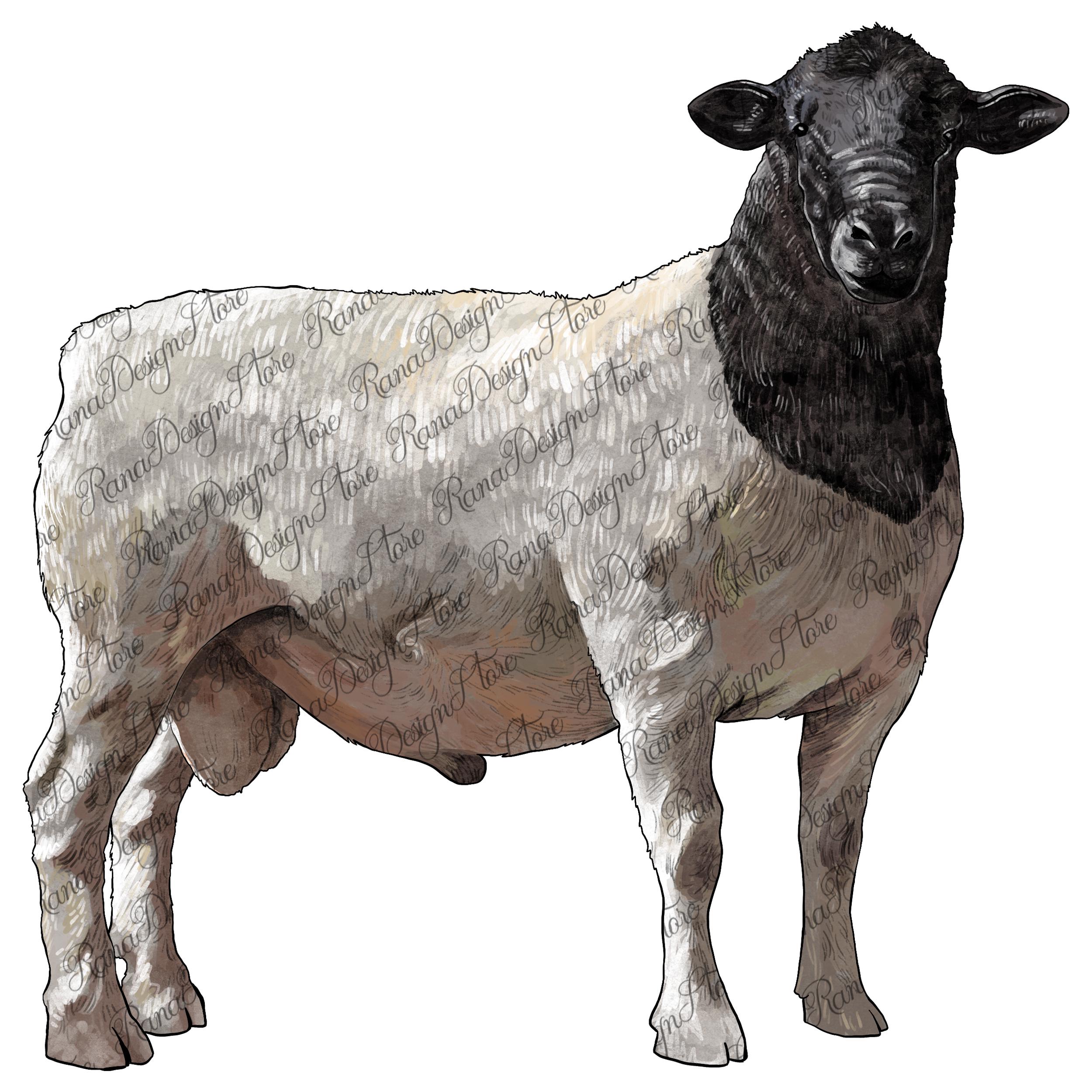 Dorper Sheep Illustration - Etsy, image size:2500x2500