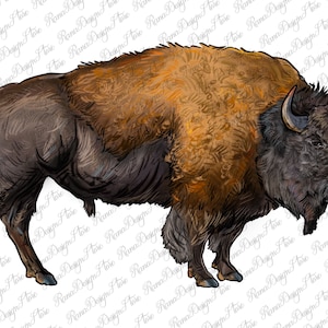 Design de sublimação American Bison Body Png, Western Bison Png, Bison Body Png, American Buffalo Png, Farm Animal Png, Download instantâneo