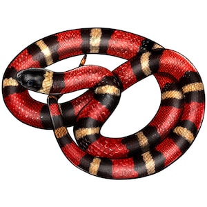Milk snake png sublimation design download, milk snake png, hand drawn snake png, snake clipart, cute snake png, sublimate designs download