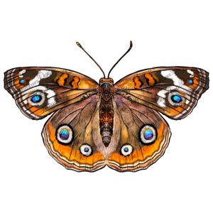 Puede incluir: Una mariposa marrón y naranja con manchas oculares azules y blancas. La mariposa tiene un cuerpo marrón oscuro y alas con marcas naranjas y blancas.