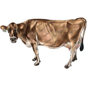 Jersey cow png sublimation design, brown cow png, hand drawn cow png, Jersey png, farm animals png, western cow png, sublimate download