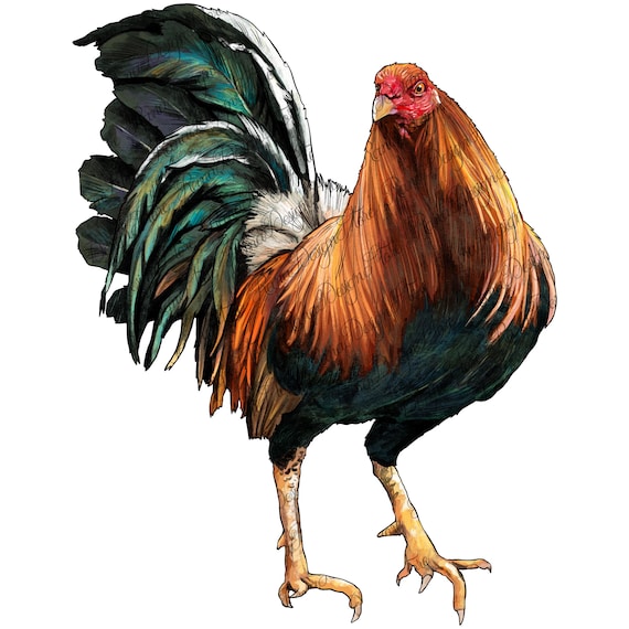American game rooster png sublimation design, animal png, rooster png, farm animals png, American rooster png, sublimate designs download