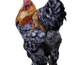 Brahma rooster png sublimation design, animal png, rooster png, farm animals png, American rooster png, sublimate designs download
