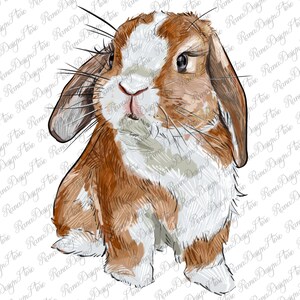 May include: A close-up of a brown and white rabbit with floppy ears. The rabbit has a white patch on its forehead and is looking directly at the viewer.