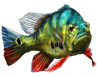 Disegno di sublimazione di pavone basso png, cichla png, pesca png, pesca al basso png, pesce disegnato a mano png, download di disegni di sublimazione