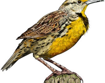 Disegno di sublimazione png di allodola occidentale, uccello disegnato a mano png, uccello png, mamma uccello png, amore uccello png, download di disegni di sublimazione