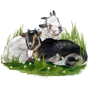 2 匹のナイジェリアの小型ヤギの赤ちゃんの PNG 昇華デザインのダウンロード、赤ちゃんヤギの PNG、ヤギの PNG、西洋ヤギの PNG、昇華デザインのダウンロード