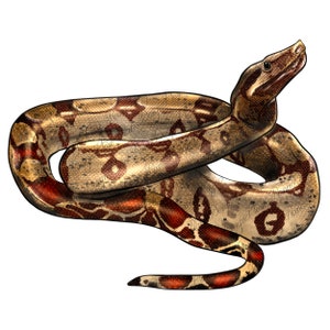 May include: A brown and red snake with a patterned skin is curled up in a coil. The snake has a light brown body with dark brown and red markings. The snake's head is raised and its eyes are closed.