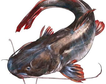Catfish png sublimation design, fishing png, hand drawn catfish png, fish png, lake fish png, lake clipart png, sublimate designs download