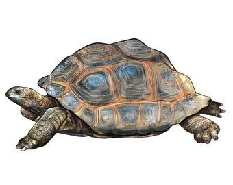 Tortoise png sublimation design, animal png, turtle png, hand drawn turtle png, tortoise portrait png, sublimate designs download